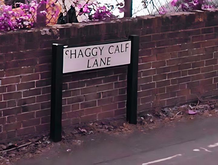 shaggy-calf-lane